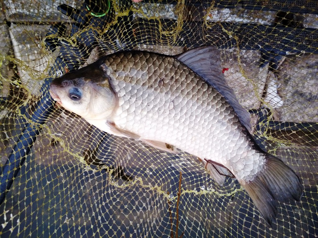 Ловля карася летом. Серебрянный карась в подсаке